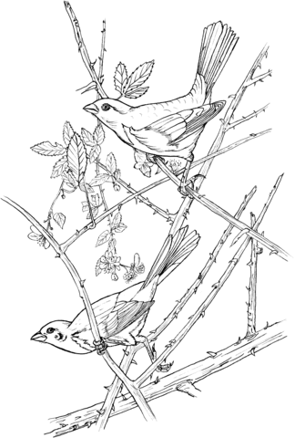 Eastern Towhee Coloring Page